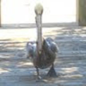 Meet your Posher, Rosalee